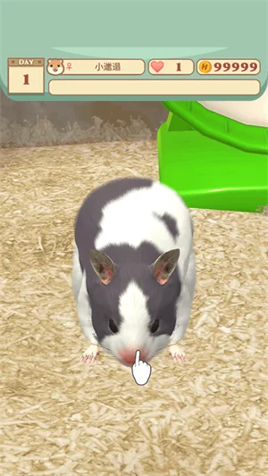 我的仓鼠1